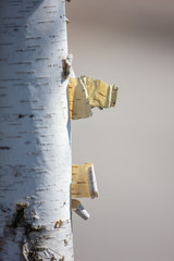 Bark from the crown of a birch on the nature