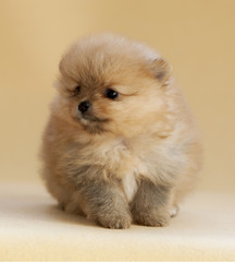 Pomeranian puppy dog portrait in studio