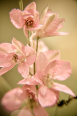 Fototapeta na wymiar Soft background of tiny pink flowers