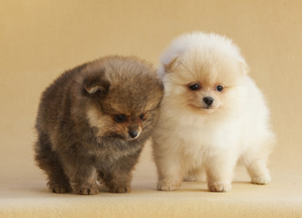 Couple of lovely Pomeranian puppy dog in studio