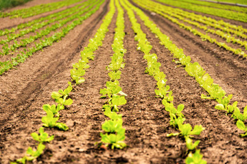Fototapeta na wymiar Rows of young green lettuce