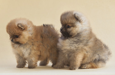 Pomeranian puppy dog portrait in studio