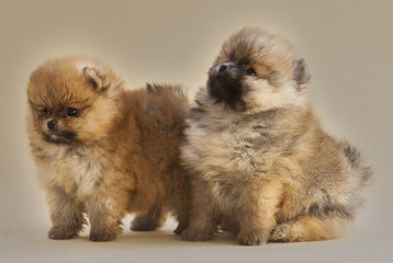Couple of Pomeranian dog portrait in studio