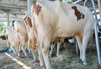 Udder of a cows. Milk industry concept. Lactose intolerance.