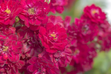 Abstract red flowers