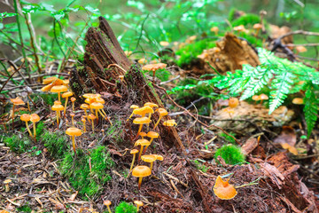 Mushrooms and moss attached to a cut tree stump