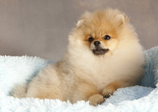 Pomeranian puppy dog portrait in studio