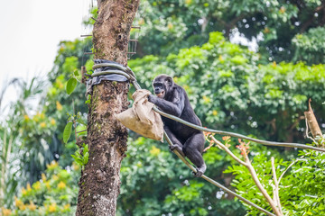 The chimpanzee sitting on a rope with a bag in her hand