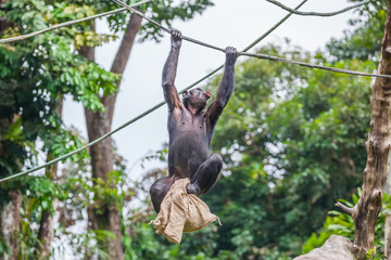 Chimpanzee on rope with bag in her hands