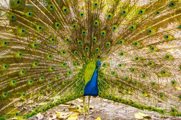 Fotobehang Peacock © JAILSON