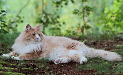 Naklejka na ściany i meble Strong built norwegian forest cat male resting in a forest