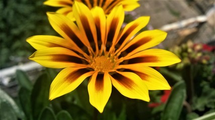 Mittagsblume