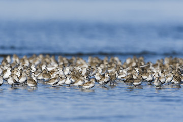 ハマシギの群れ(dunlin)