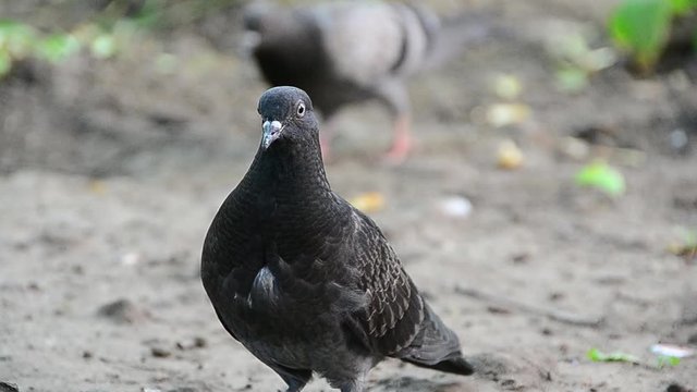 Columba livia, rock dove, rock pigeon, common pigeon, Columba, pigeon