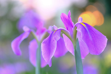 夕刻の菖蒲