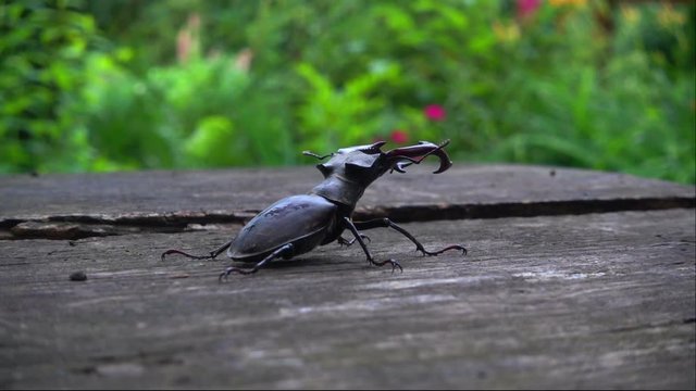 A beetle deer in the park on a wooden table. A beautiful beetle crawls along the table. 
