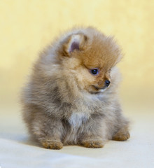 Obraz premium Pomeranian puppy dog portrait in studio
