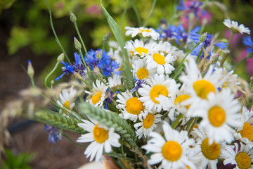 Midsummer in Latvia: celebration of Ligo in june decorating home with field flower bouquet