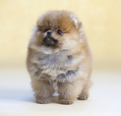 Naklejka na ściany i meble Pomeranian puppy dog portrait in studio