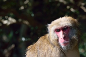 Fototapeta premium ニホンザル