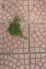 Grass pavement in cobblestone background