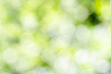 Obraz premium Nature green blur background, bokeh effect, defocused image