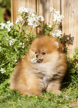 Pomeranian dog portrait the garden