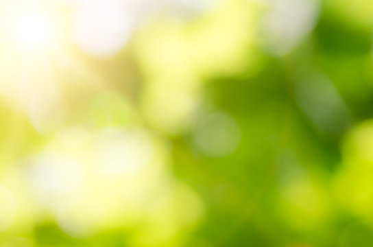 Nature green blur background, bokeh effect, defocused image