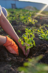 Girl planting seedlings tomatoes in the garden