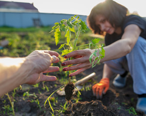 Girl planting seedlings tomatoes in the garden