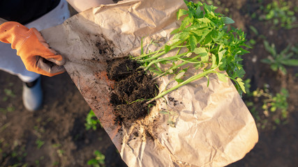 Girl planting seedlings tomatoes in the garden