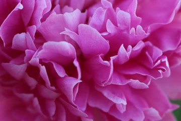 pink petals of macro peony in the sun
