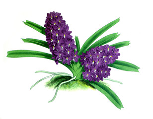 Fototapeta premium Illustration of orchid