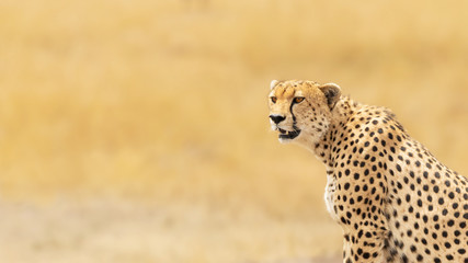 Young adult cheetah banner