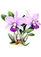 Illustration of orchid