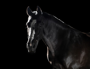 Portrait at black horse with white line on the face isolated on the black background
