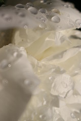 petals of the white peony in drops of dew