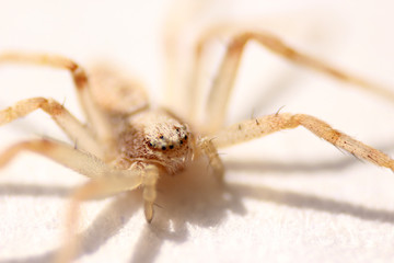 macro