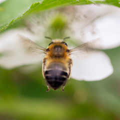 Bee in flight on nature.