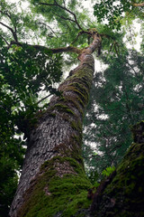 Fototapeta premium tree from the bottom