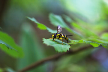 Wepse auf blatt