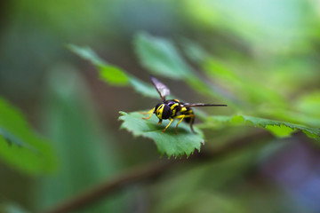 Wepse auf blatt