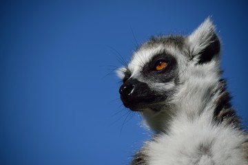 ワオキツネザル