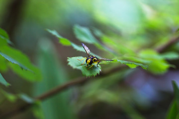 Wepsen auf blatt