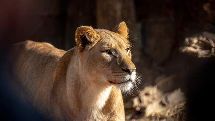 Female Lion Face
