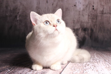 Britisch Kurzhaar Katze - weiß mit blauen Augen