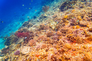 Coral reef and fish in tropical sea, underwater