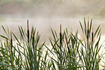 Obraz na płótnie Canvas high reed fog on the lake at dawn.
