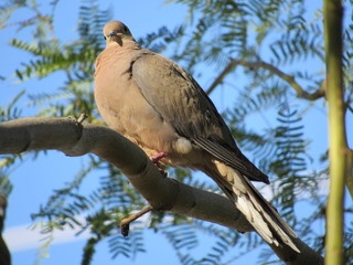 Mourning dove (Zenaida macroura) in a palo verde tree in Arizona with blue sky in the background 