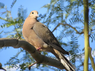 Mourning dove (Zenaida macroura) in a palo verde tree in Arizona with blue sky in the background 